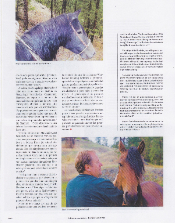 mangalarga marchador art article abccmm brasil
